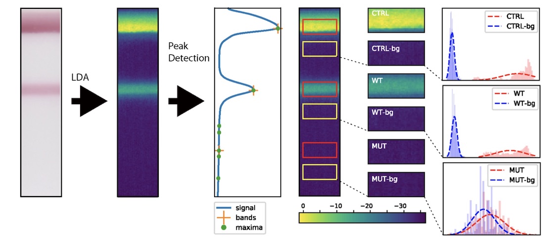 
illustration of computer vision algorithm: the bands on a lateral flow test are found with peak detection; the pixel regions of each band are compared with adjacent background regions with a t-statistic
