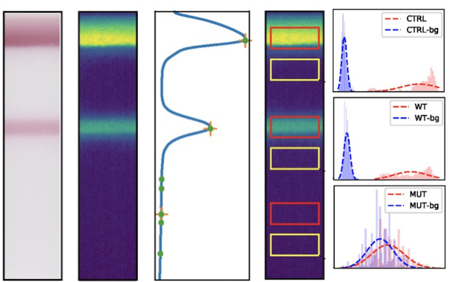 illustration of computer vision algorithm: the bands on a lateral flow test are found with peak detection; the pixel regions of each band are compared with adjacent background regions with a t-statistic